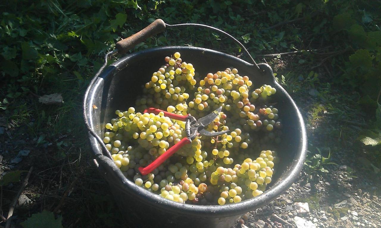 雷温Ferienweingut Ulrike Thul公寓 外观 照片