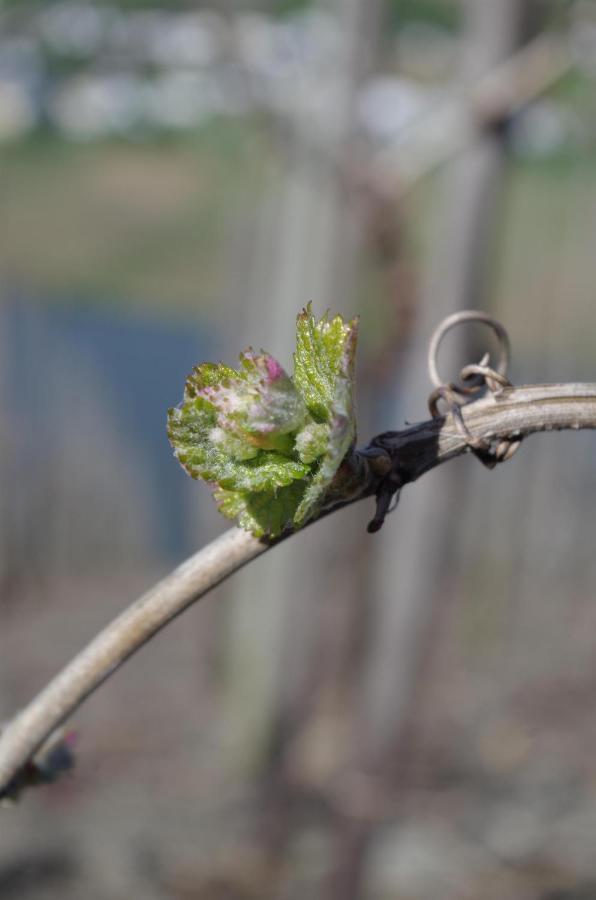 雷温Ferienweingut Ulrike Thul公寓 外观 照片