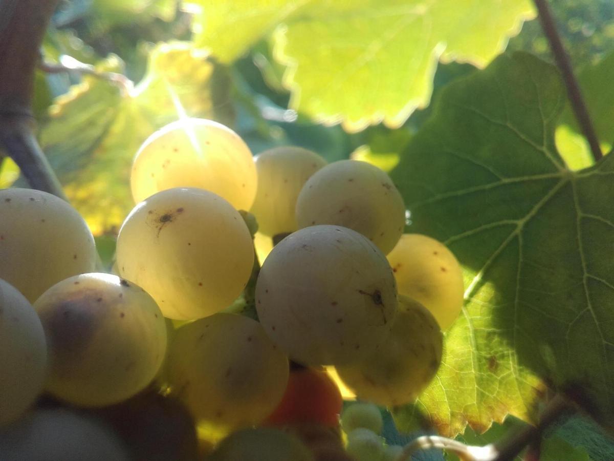 雷温Ferienweingut Ulrike Thul公寓 外观 照片